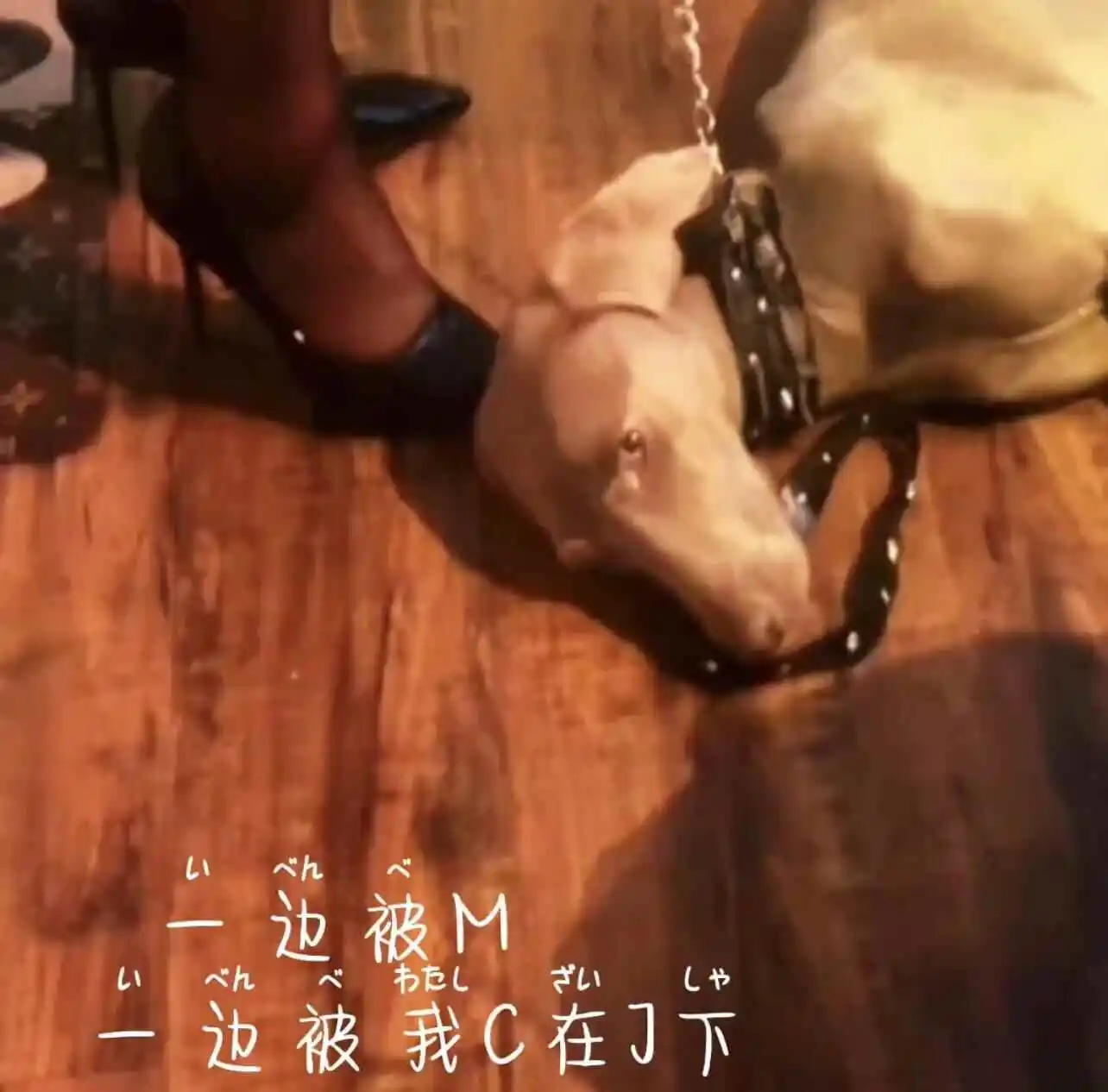 西檬之家-字母圈新人BDSM权威指南